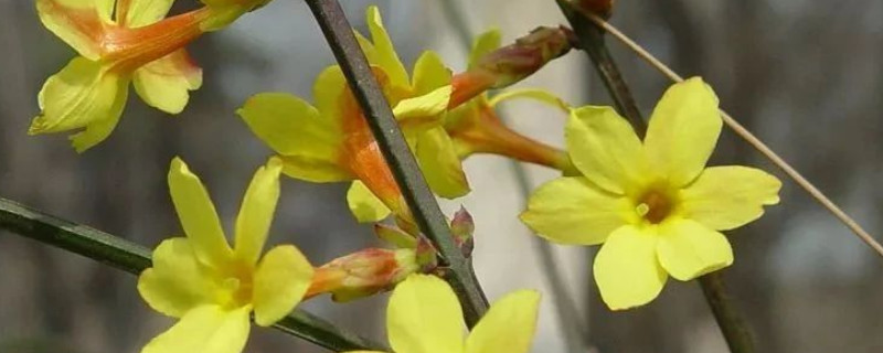 迎春花不冬眠可以吗（迎春花能过冬吗）