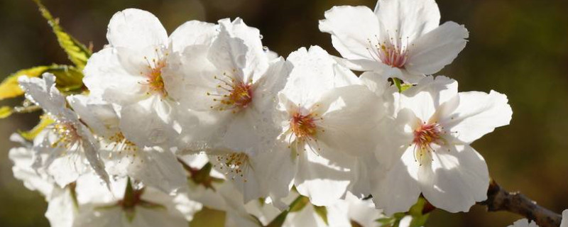 中国樱花开花时间（中国樱花开的时间）