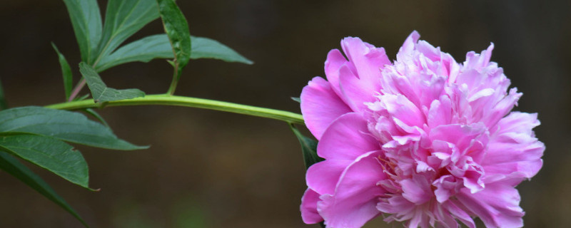 芍药根种下多久发芽（芍药根种植多久生根）