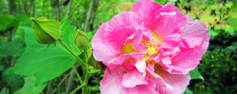 芙蓉花花开好后怎么修剪（芙蓉花开完花后怎么修剪）