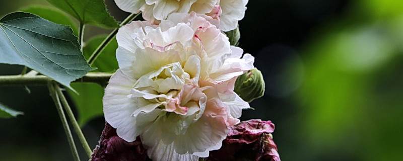 芙蓉花夏天的养殖方法（芙蓉花秋季养殖）