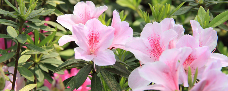 怎样养杜鹃花才能有花蕾（杜鹃花有花苞怎么养家庭养法）