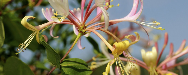 金银花夏天或秋天掉叶子吗（金银花秋天会掉叶吗）