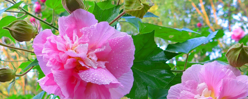 芙蓉花冬天怕冷吗 芙蓉花怕冷吗?