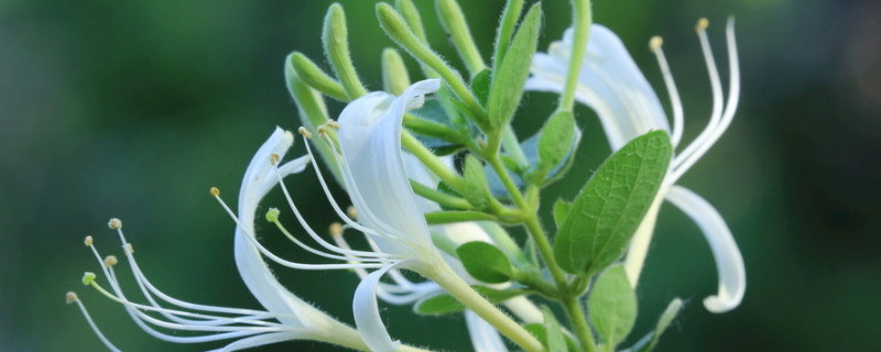 金银花的种类有哪些（金银花属于哪种类别）