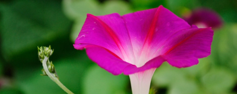 牵牛花冬天枯萎后怎么处理（牵牛花夏天枯死原因）