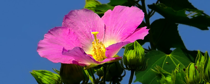 芙蓉花要是肥大了咋办 芙蓉花长的高怎么办