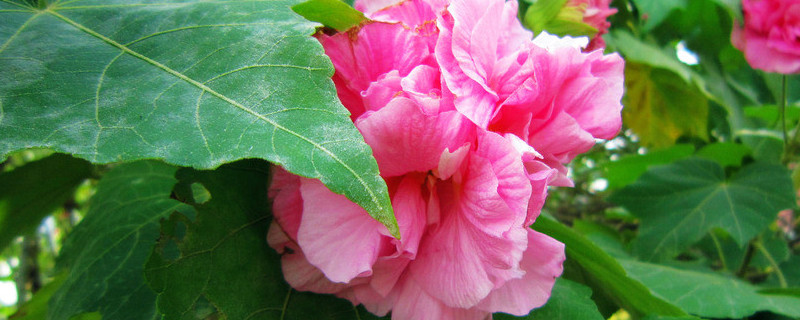 芙蓉花根部能泡水生根吗 芙蓉花水生根怎么移栽盆里头