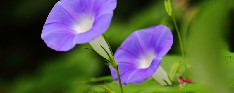 牵牛花徒长了怎么办 牵牛花苗徒长