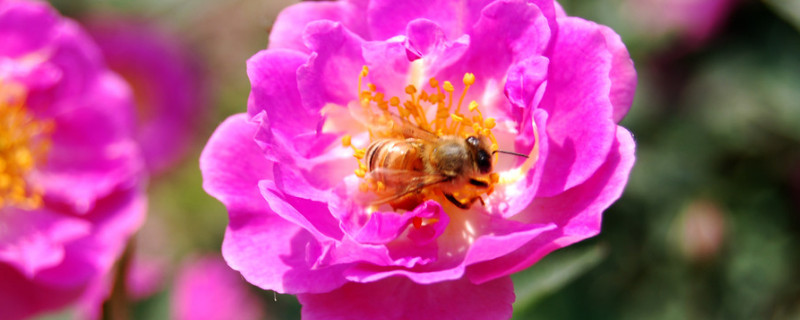 月季花长虫子怎么治 月季花叶上的虫子怎么防治