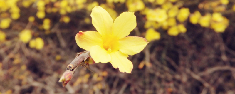 迎春花秋天能移栽吗（迎春花何时移栽）