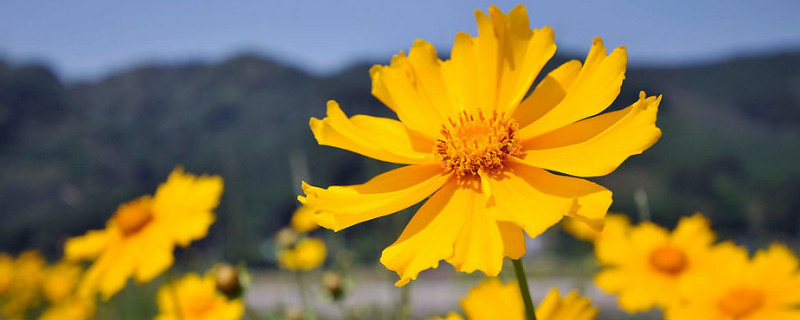 菊花水培多久长根（菊花水培多久出根）