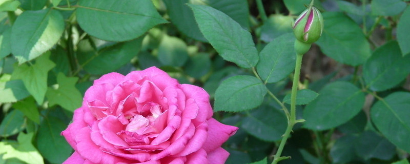 月季花和玫瑰花的区别（月季花和玫瑰花的区别图片）