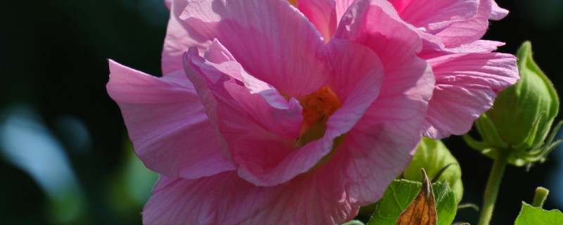 芙蓉花栽叶还是栽叉（芙蓉花的叶子能繁殖吗）