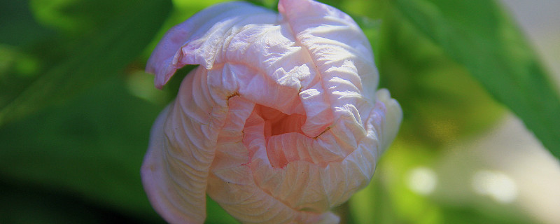 芙蓉花叶子掉完了还会生长吗 芙蓉花烂叶子