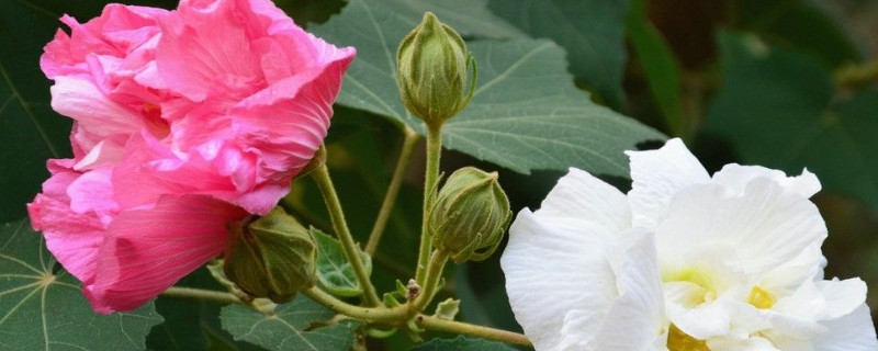 芙蓉花是不是春天开的花（芙蓉花开什么花）