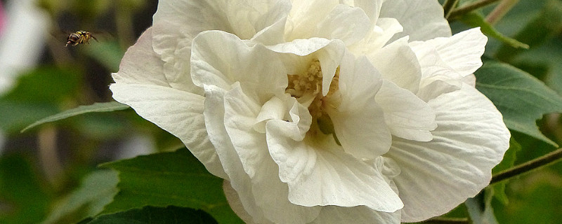 芙蓉花种子什么时候种（芙蓉花的种子什么时候播种）