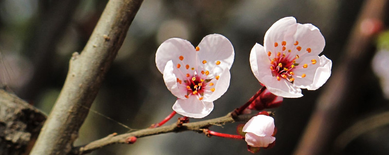 樱花病虫害症状与防治（樱花主要病虫害）