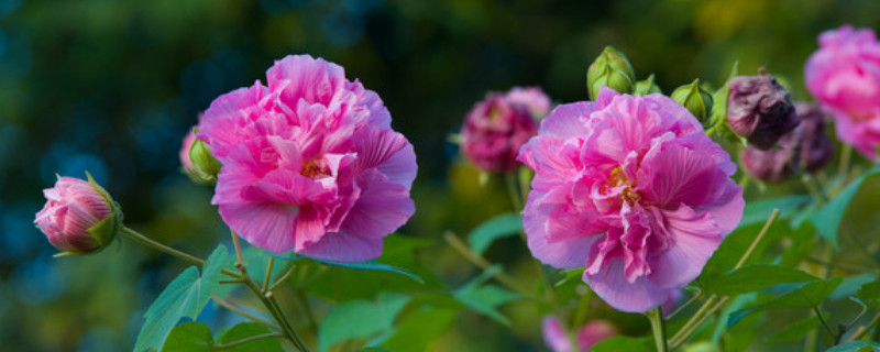 芙蓉花休眠怎么办 芙蓉花需要冬眠吗