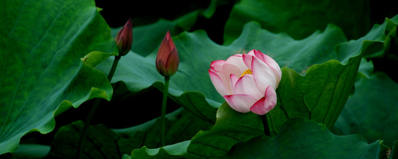 水养荷花可以在水里加什么（荷花怎么用水养）