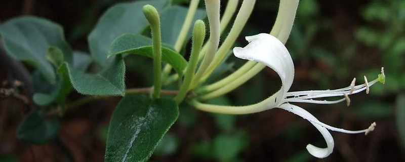 金银花的修剪与管理（金银花的管理和修剪?）