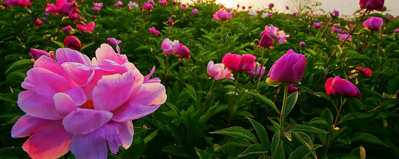 牡丹花没有根能栽活吗（牡丹花根会繁殖吗）