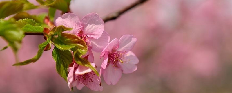 樱花秋天可以剪枝吗（樱花什么季节修剪树枝）