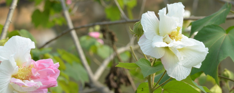 芙蓉花是什么季节开的 芙蓉花是什么季节开的?