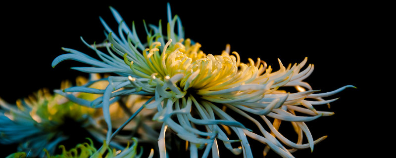 秋季菊花怎么浇水 菊花冬季浇水