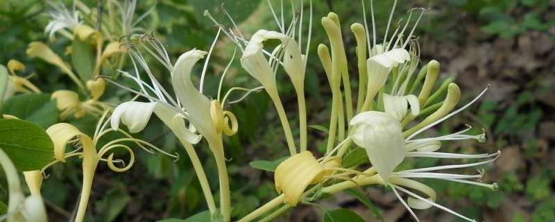 金银花苗移栽后落叶怎么办 金银花树苗刚移栽上,怎么管理