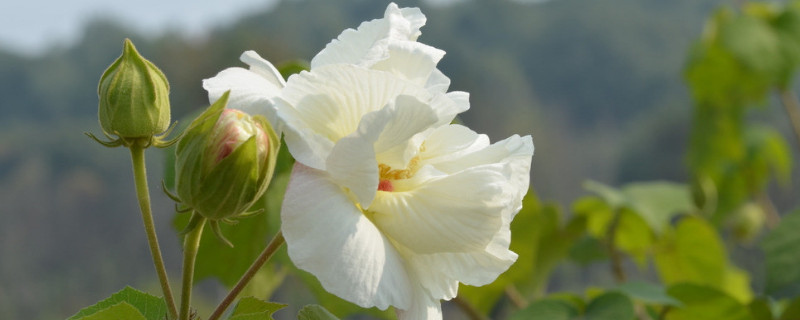 芙蓉花的叶子怎么栽呢（芙蓉花的叶子能繁殖吗）