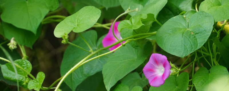 牵牛花移栽多久可以缓苗（牵牛花播种后过多久才能开花）