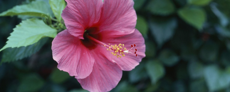 芙蓉花的特点 芙蓉花的特点和特征