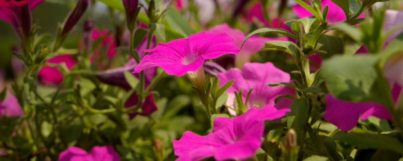 牵牛花种子有休眠期吗 牵牛花枯萎后会有种子吗