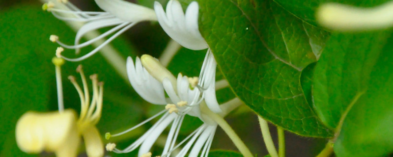 金银花为什么叫忍冬花 冬忍花是金银花吗