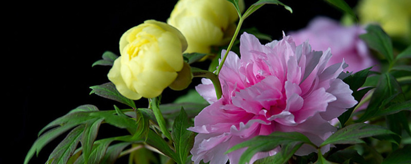 牡丹花春天移栽后能开花吗（牡丹花开花了还能移栽）