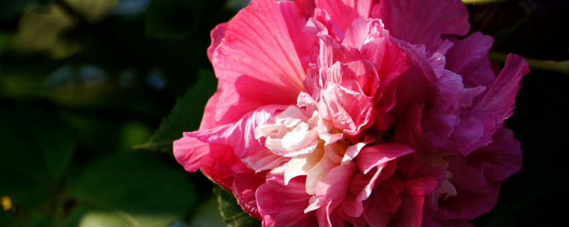 芙蓉花叶子多可以弄掉吗（芙蓉花的叶子不好的可以剪掉吗）