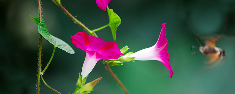 牵牛花可以用水栽吗（牵牛花用什么水浇）