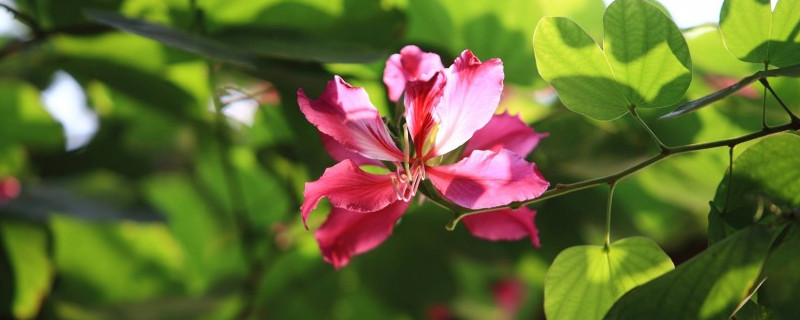 紫荊花病虫害症状及防治（紫荆花常见病虫害）