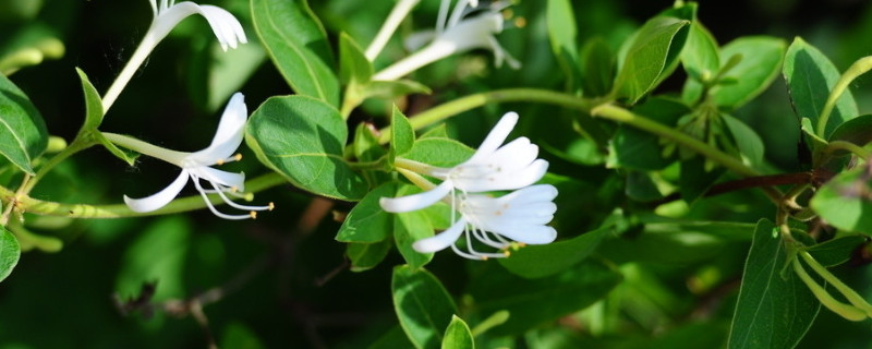 金银花果实能直接吃吗 金银花果实有什么作用