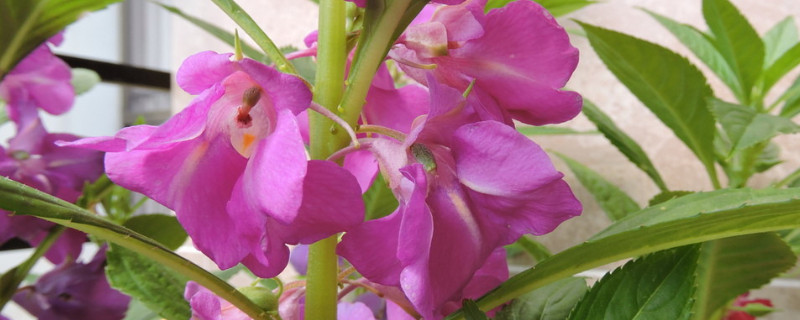 海娜花和凤仙花的区别 海娜花和凤仙花是同一种花吗