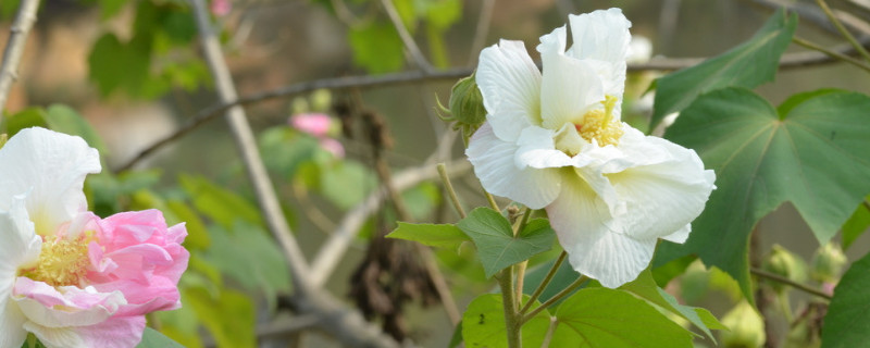 芙蓉花种子怎么种（芙蓉花种子怎么种图片）