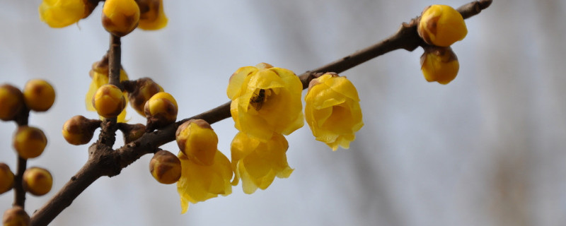 什么花儿冬天带雪开（什么花儿冬天带雪开?）