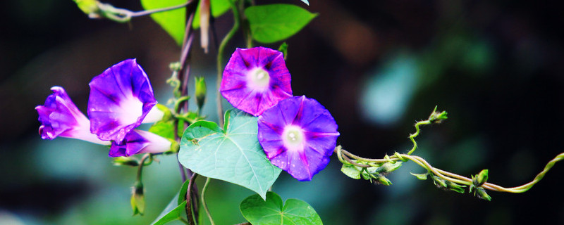 牵牛花种子能保存多久（牵牛花种子浸泡几小时种合适）