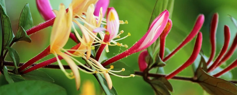 金银花开花后要修剪吗（金银花开过花后怎么修剪）