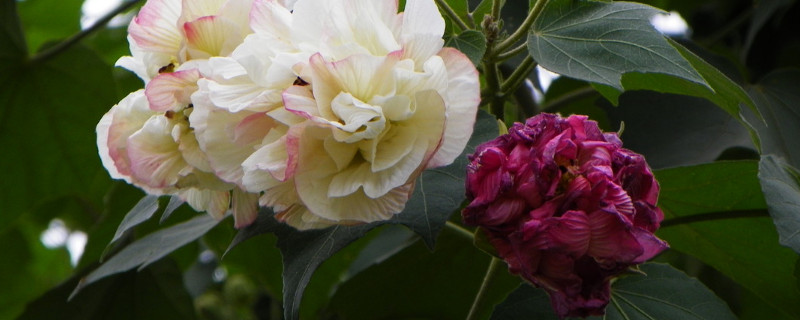 芙蓉花水栽可以么（芙蓉花水培能不能栽活）