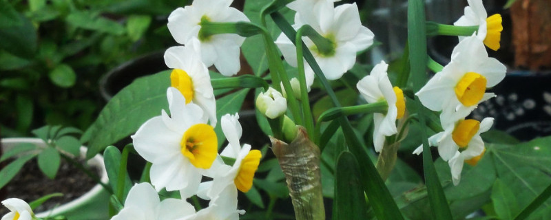 土培水仙花第二年能复花吗 土培水仙花第二年还能开花吗