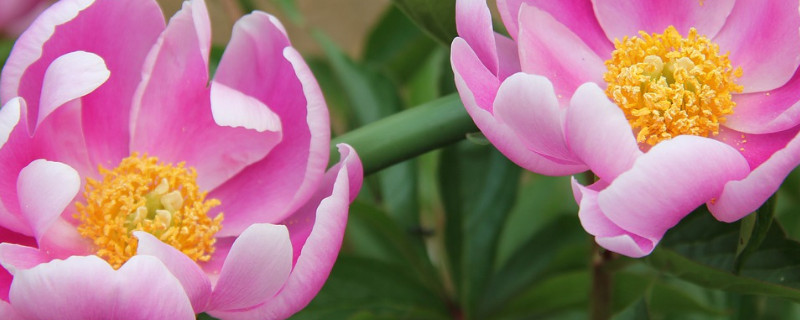 芍药夏天浇水怎么养 芍药种植后怎么浇水