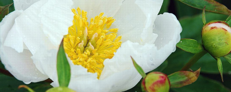 芍药花春天栽好还是秋天才好（芍药花春天可以移栽吗）