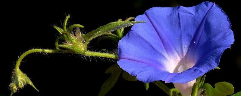 牵牛花秋天可以种吗 什么季节可以种牵牛花